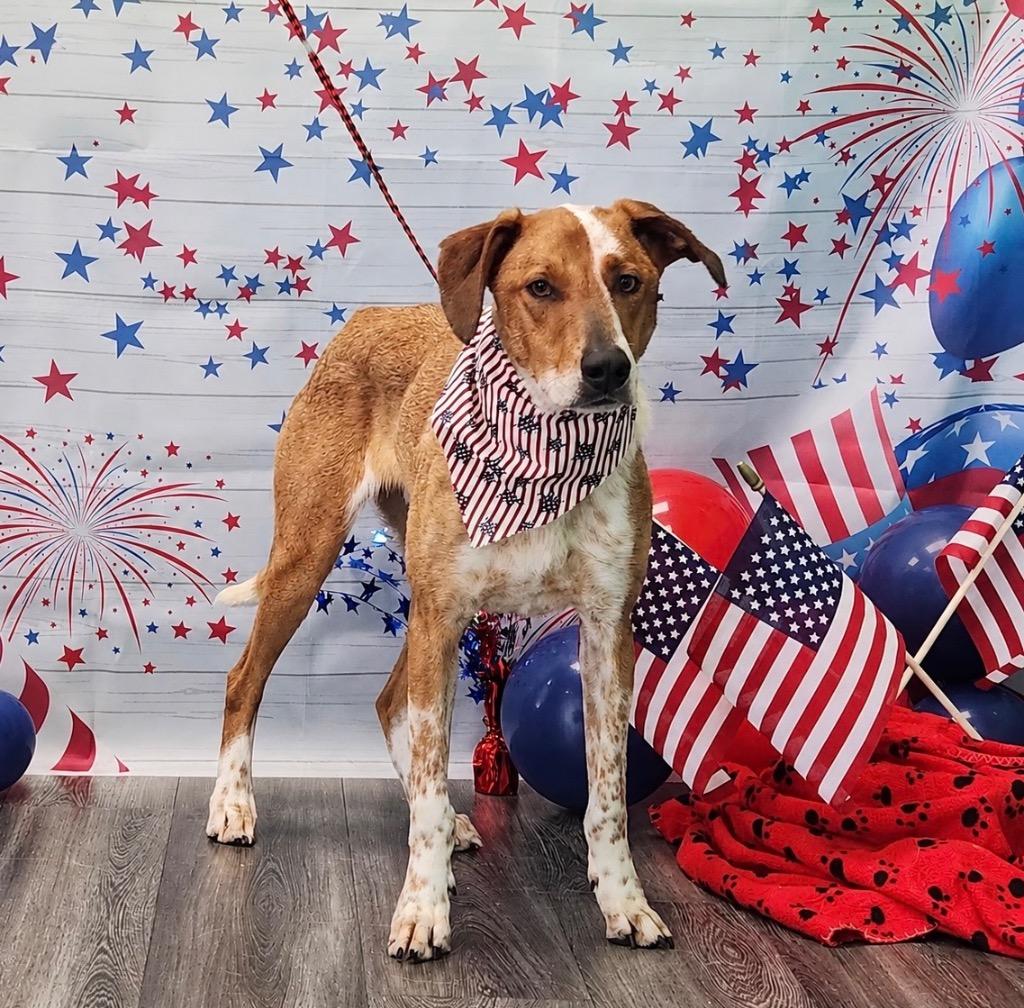 Ruzunga, a Adoptable mixed breed in Fort Lupton, CO image 4/5