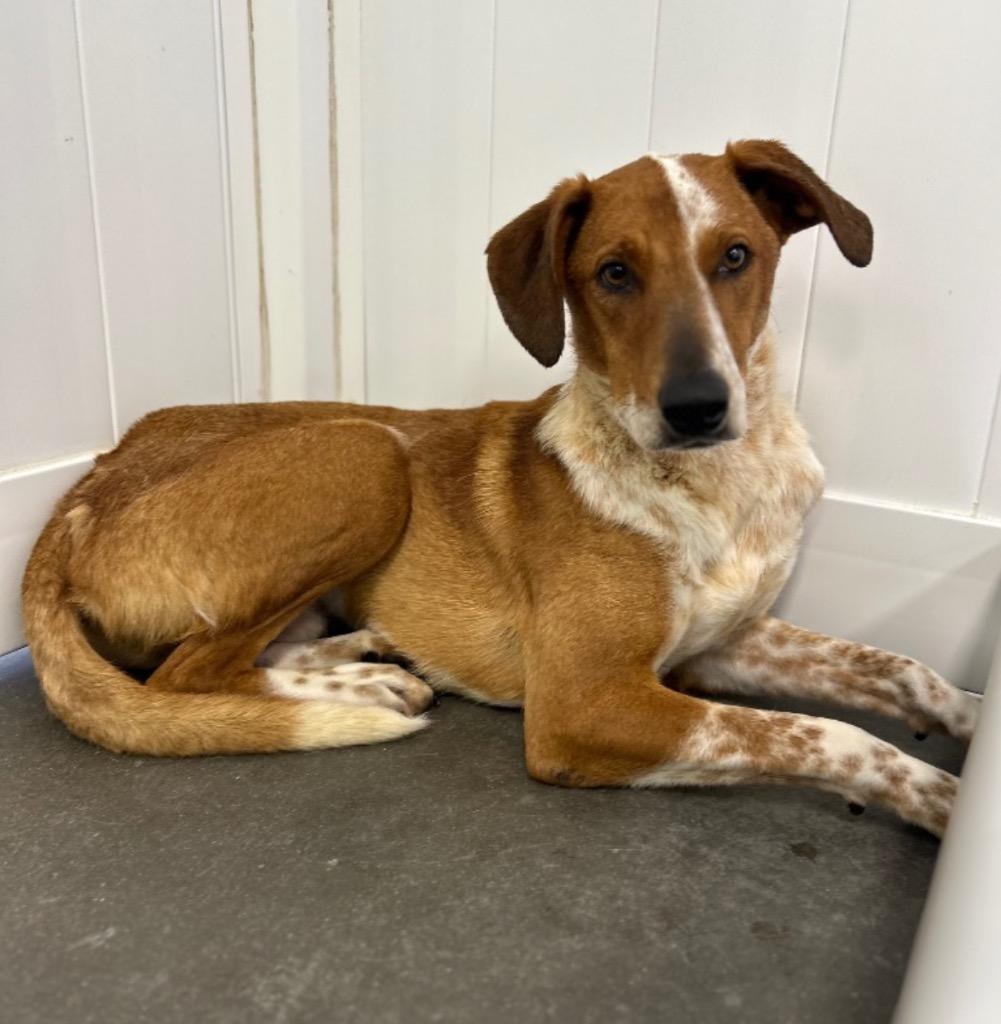 Ruzunga, a Adoptable mixed breed in Fort Lupton, CO image 4/5