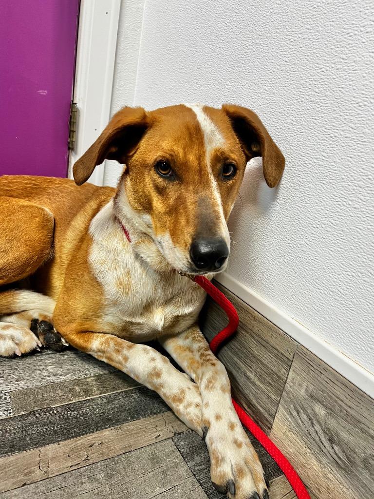 Enlarge Ruzunga, a Adoptable mixed breed in Fort Lupton, CO image 4/4