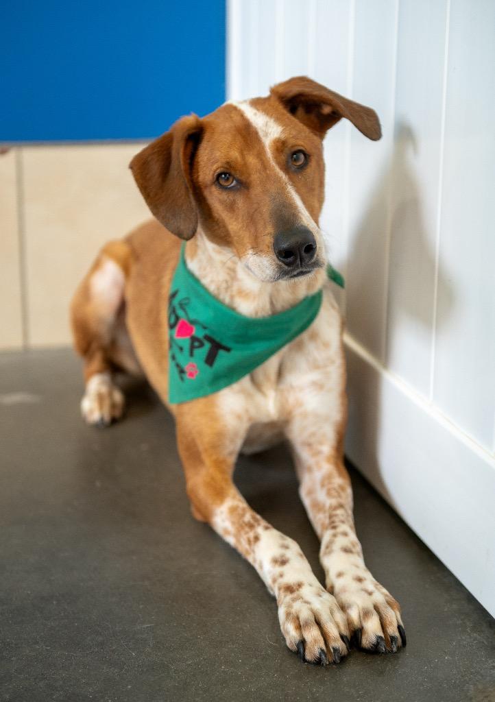 Ruzunga, a Adoptable mixed breed in Fort Lupton, CO image 5/5