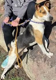 Enlarge Ace, a ADOPTABLE Australian Cattle Dog / Blue Heeler in Chino valley, AZ image 3/3