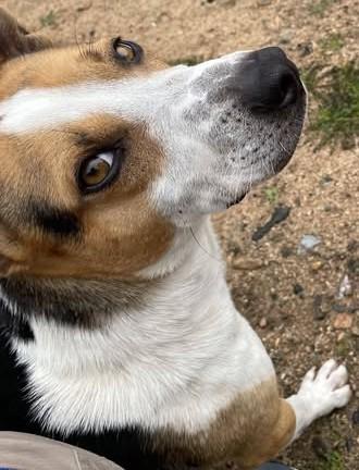 Enlarge Ace, a ADOPTABLE Australian Cattle Dog / Blue Heeler in Chino valley, AZ image 2/3