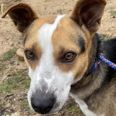 Ace, ADOPTABLE, Young Male Australian Cattle Dog / Blue Heeler.