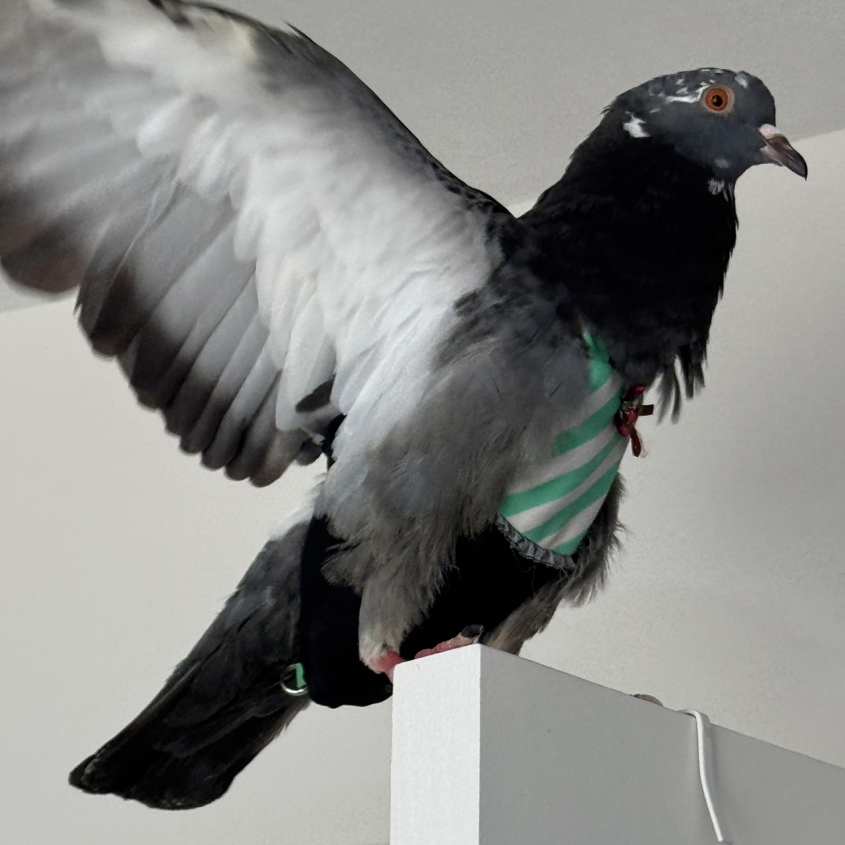 Enlarge Tyraxes, a Adoptable Pigeon in Chicago, IL image 2/5