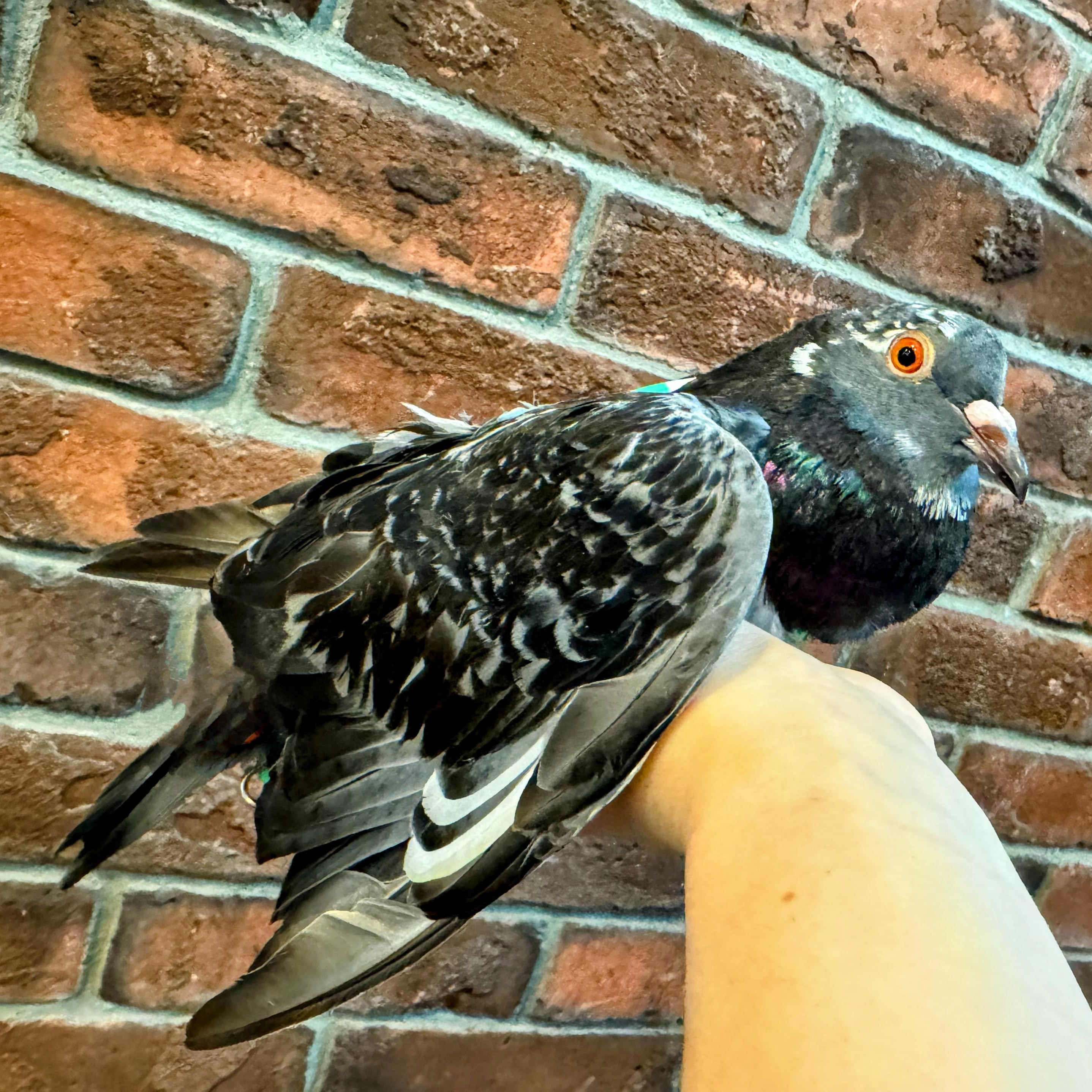Enlarge Tyraxes, a Adoptable Pigeon in Chicago, IL image 3/5