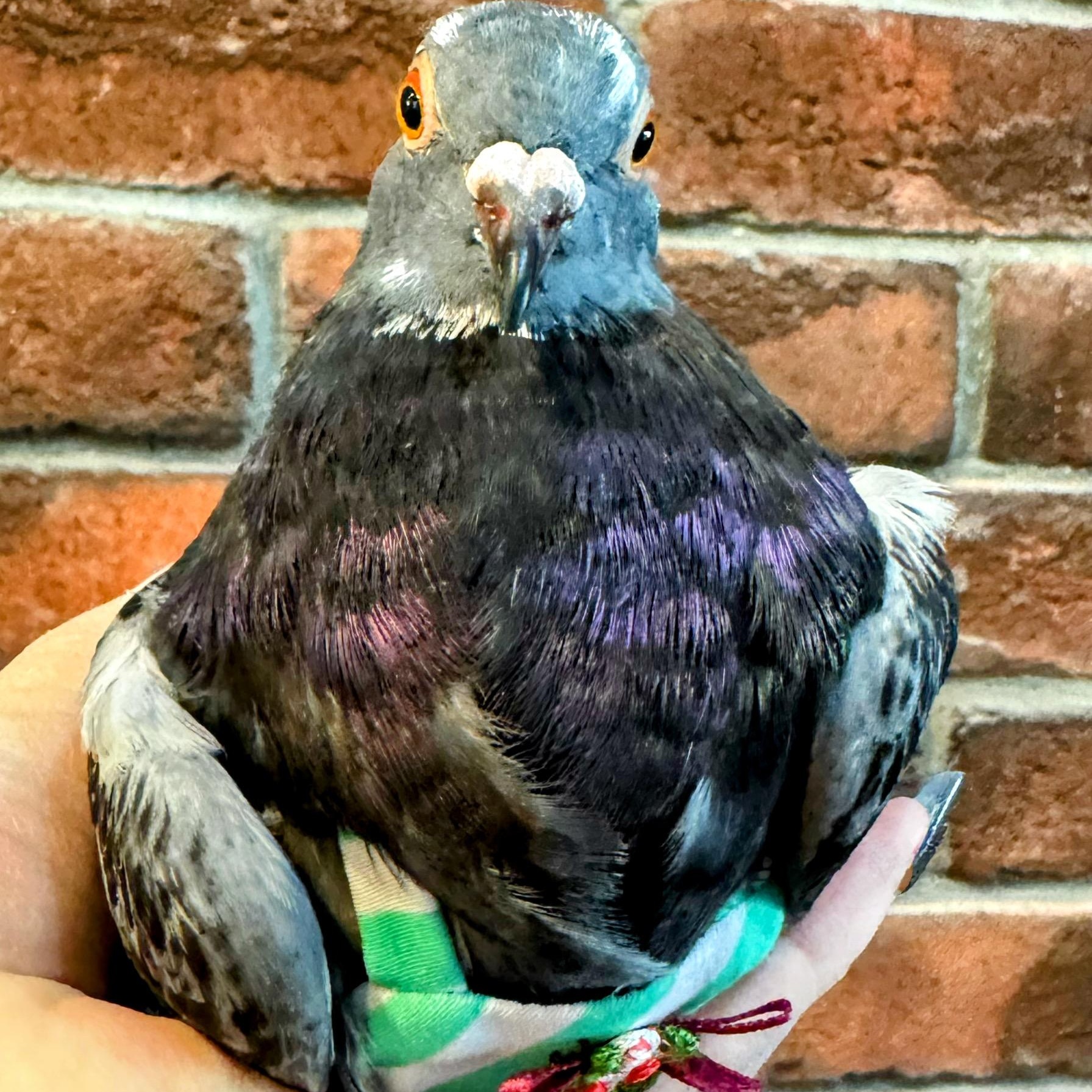 Enlarge Tyraxes, a Adoptable Pigeon in Chicago, IL image 1/5