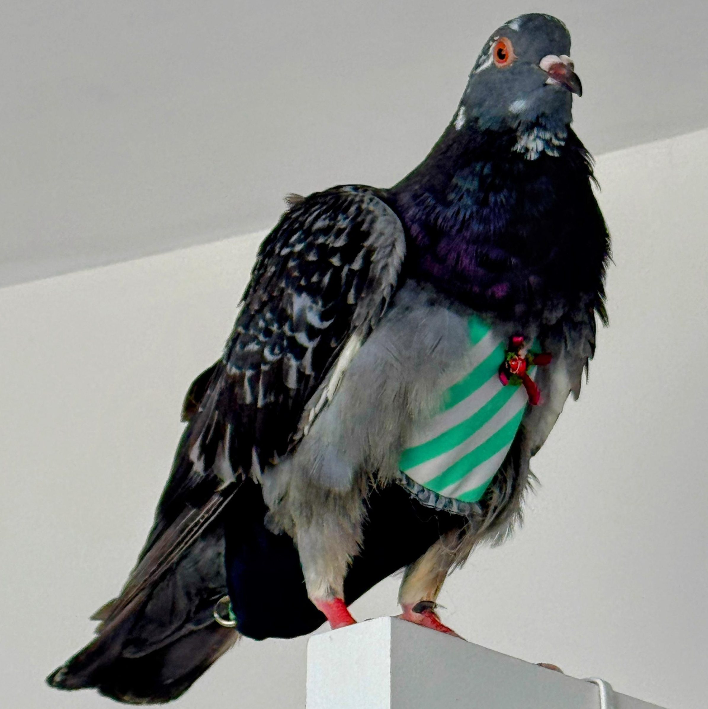 Enlarge Tyraxes, a Adoptable Pigeon in Chicago, IL image 4/5