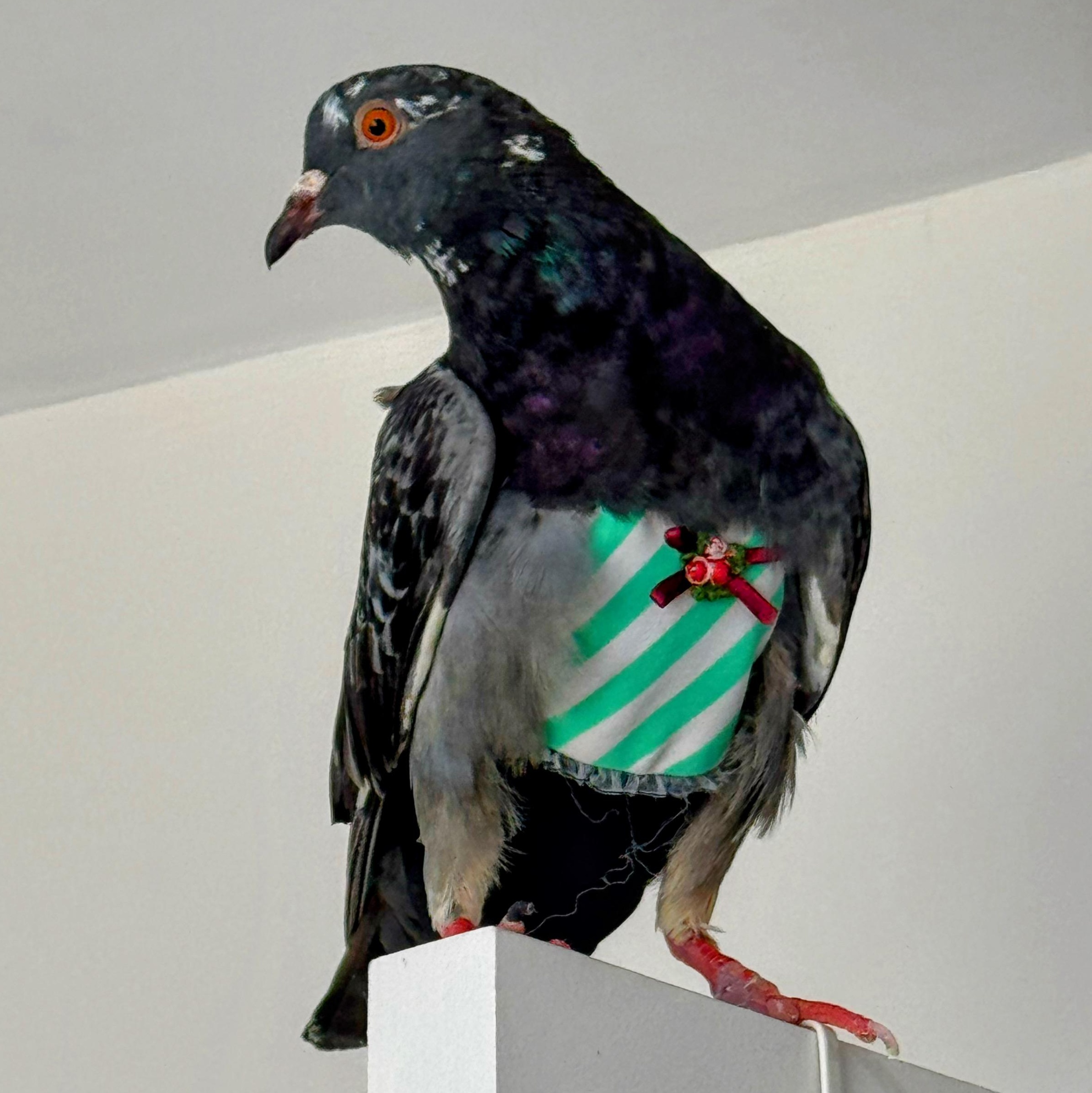Enlarge Tyraxes, a Adoptable Pigeon in Chicago, IL image 5/5