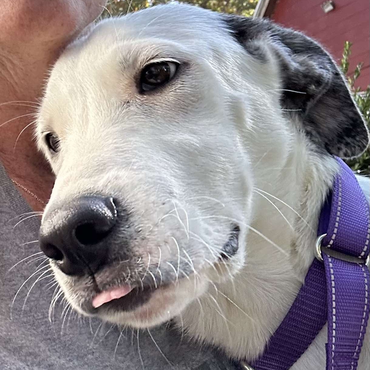 Dog for adoption Dotti, a Great Pyrenees Mix in Cumberland , RI