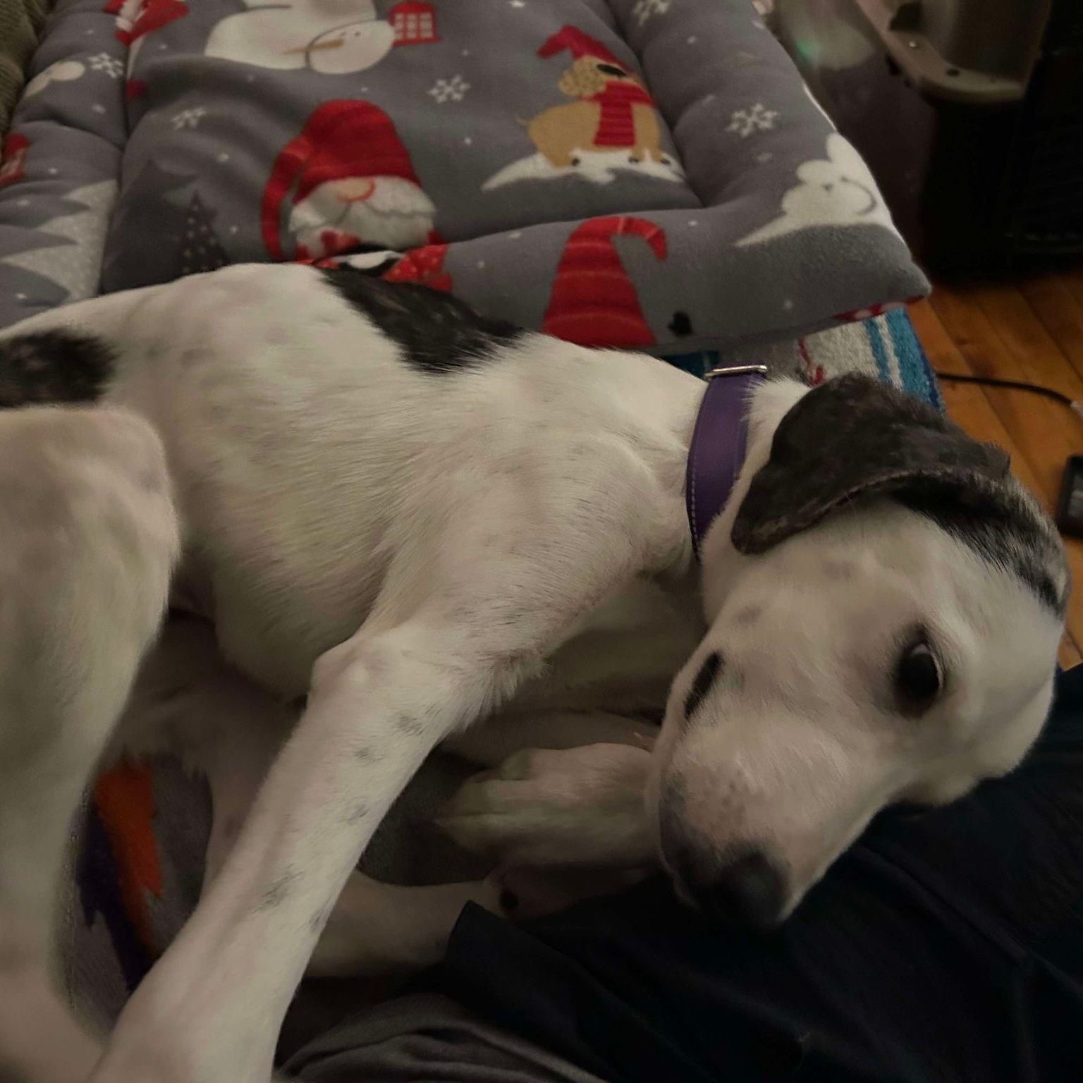 Dog for adoption Dotti, a Great Pyrenees Mix in Cumberland , RI