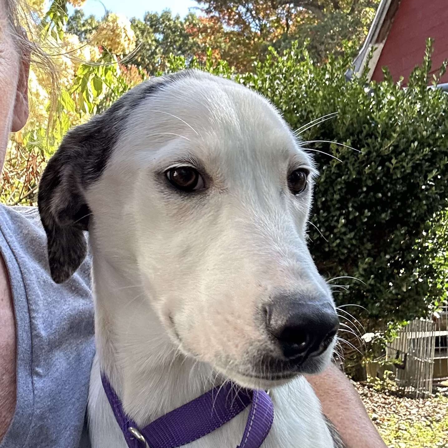 Dog for adoption Dotti, a Great Pyrenees Mix in Cumberland , RI