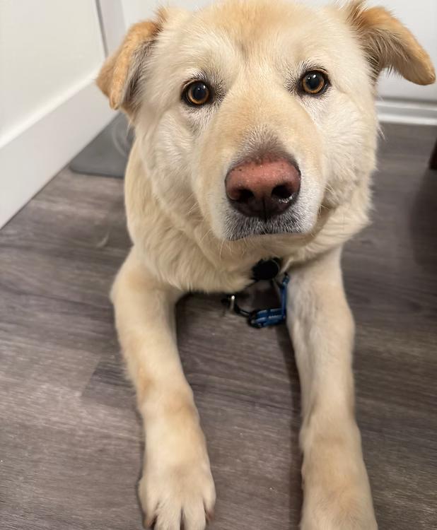 Enlarge Hope, a Adoptable mixed breed in Boulder, CO image 2/6