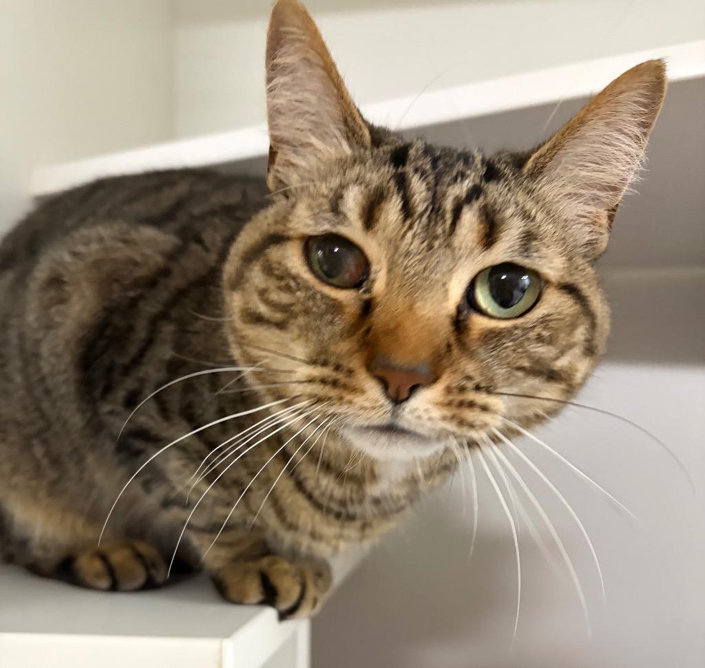 Molly, Adoptable, Adult Female Domestic Short Hair.
