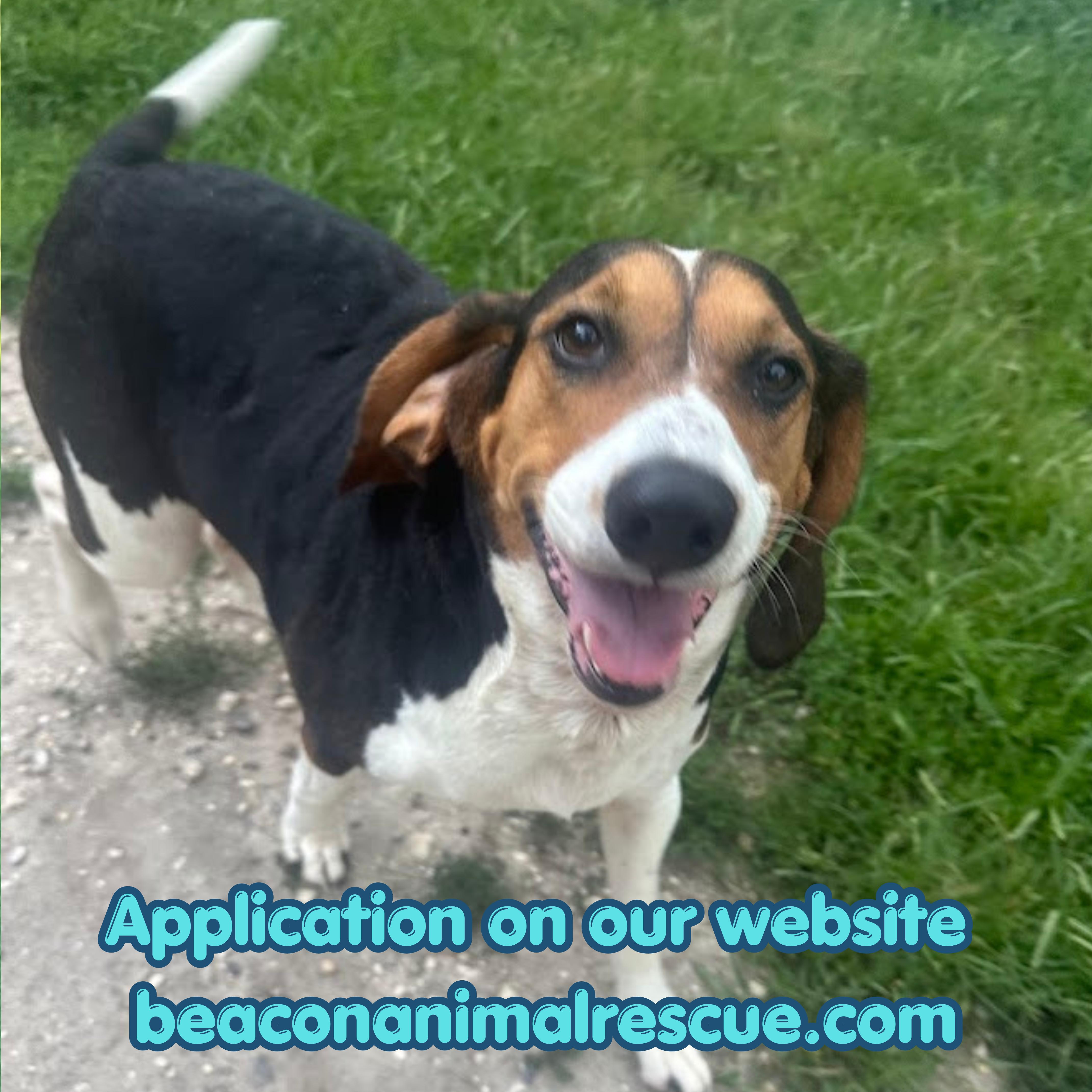 Pumpkin, a ADOPTABLE Beagle in Ocean View, NJ image 1/2