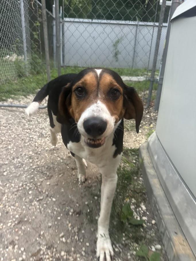 Pumpkin, a ADOPTABLE Beagle in Ocean View, NJ image 2/2