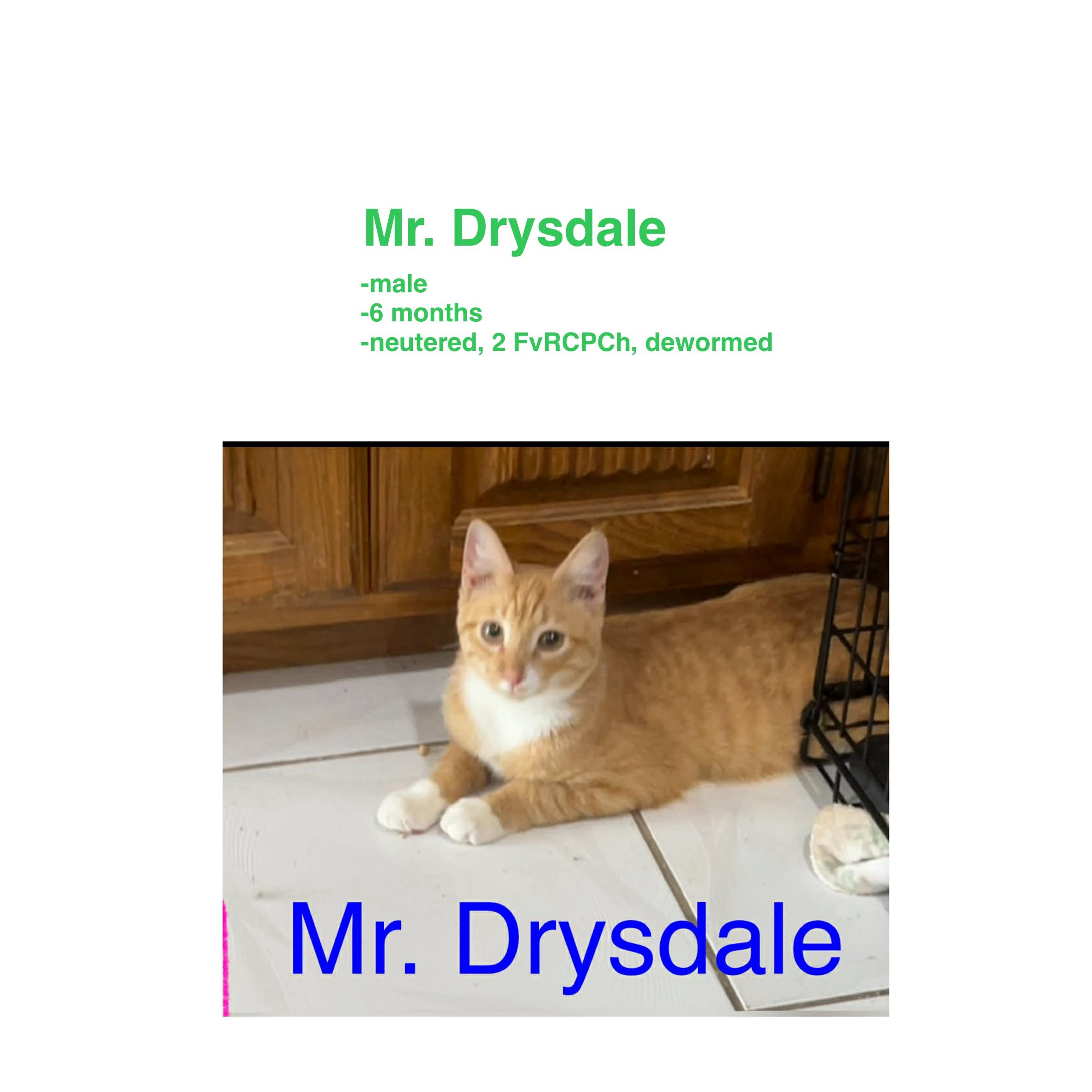 Mr. Drysdale, ADOPTABLE, Young Male Domestic Short Hair.