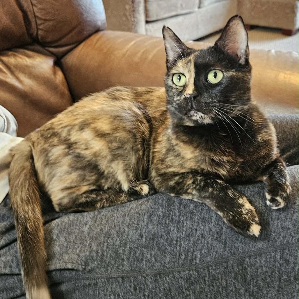 Madame Zeroni FC, Adoptable, Adult Female Domestic Short Hair.