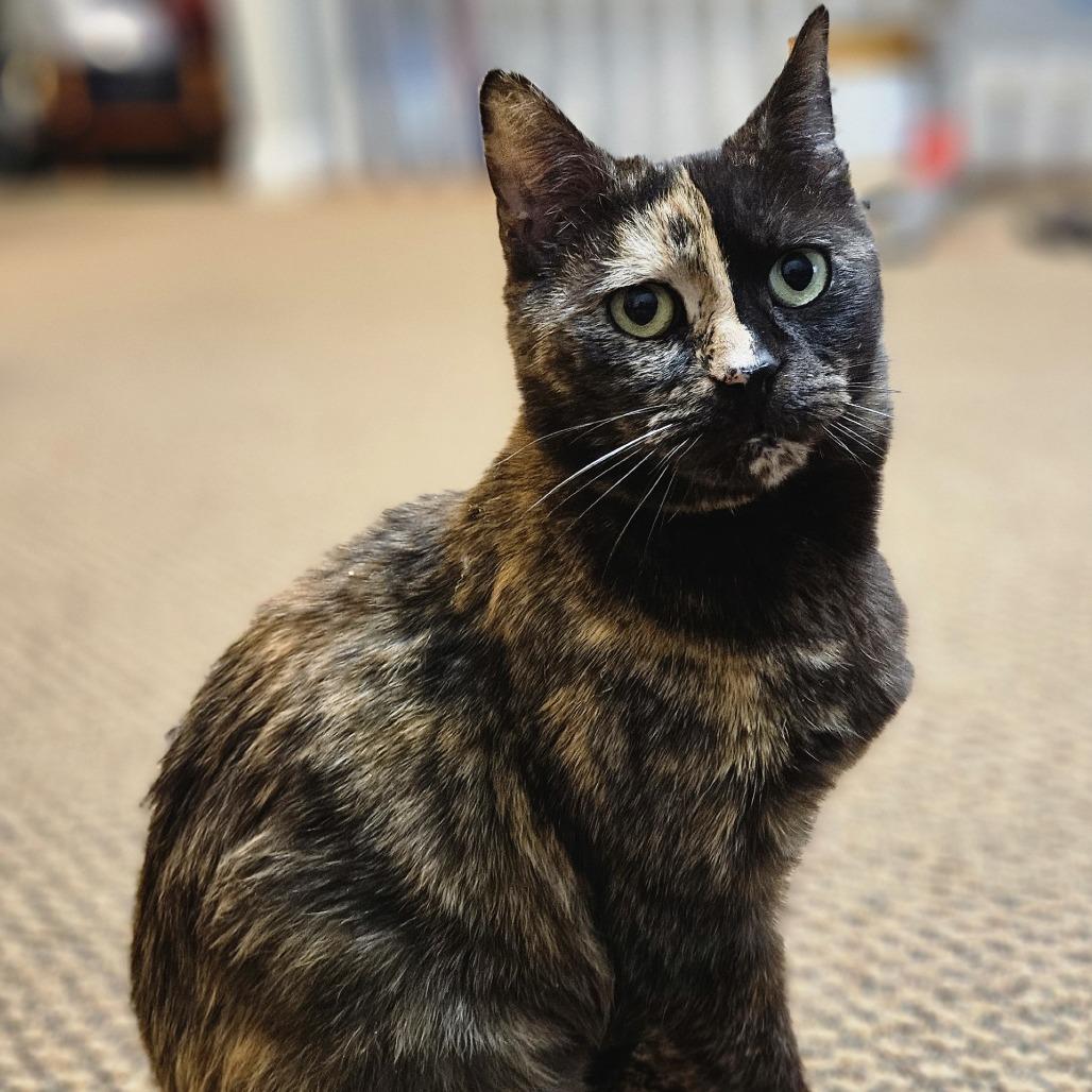 Madame Zeroni FC, Adoptable, Adult Female Domestic Short Hair.