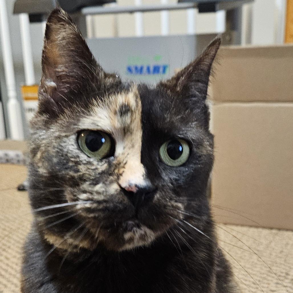 Enlarge Madame Zeroni FC, a Adoptable Domestic Short Hair in Union, MO image 2/3