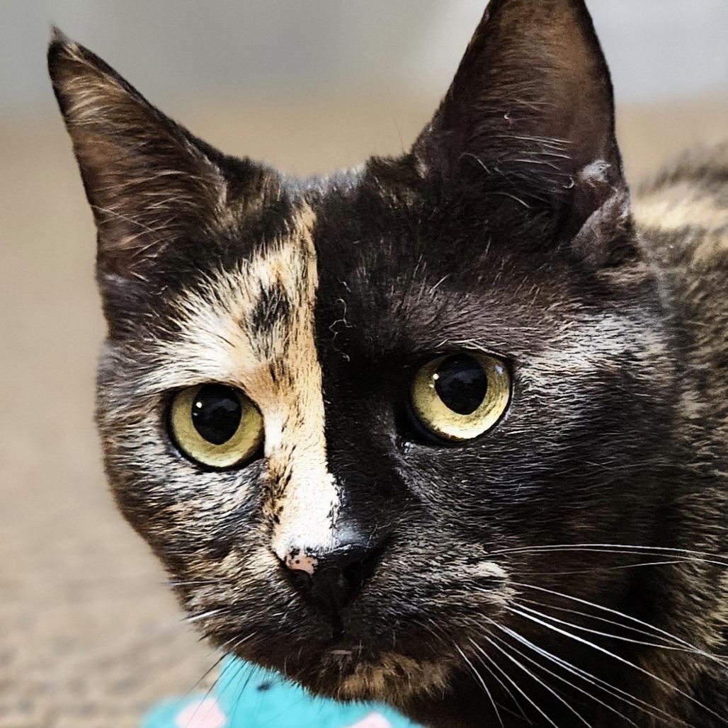 Enlarge Madame Zeroni FC, a Adoptable Domestic Short Hair in Union, MO image 3/3