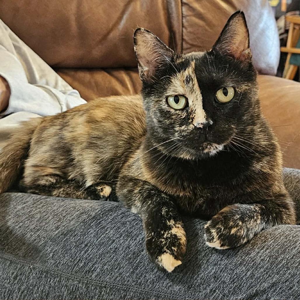 Madame Zeroni FC, a Adoptable Domestic Short Hair in Union, MO image 5/5