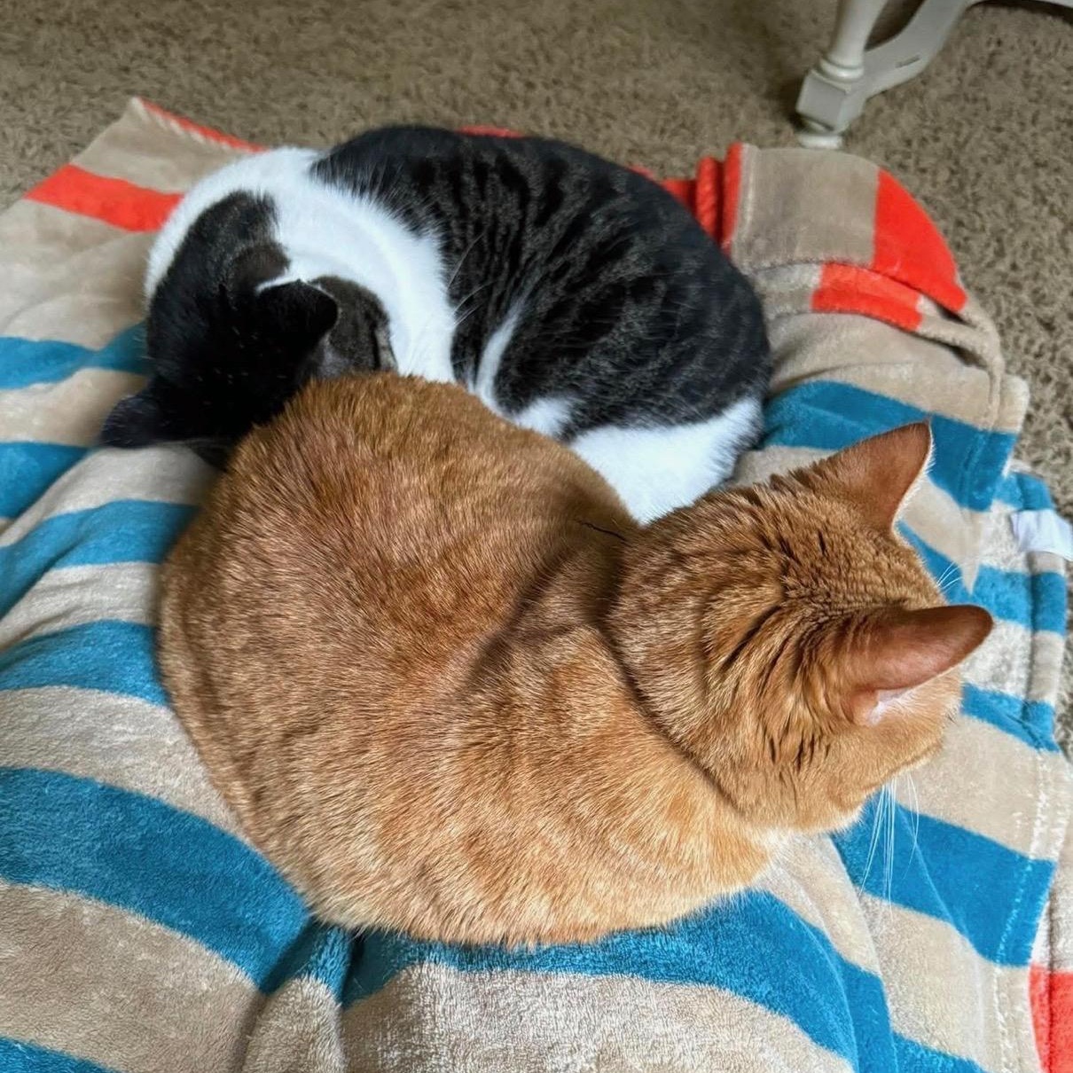 Enlarge Ralphie & Buddy (bonded pair), a Adoptable Domestic Short Hair in Lone rock, WI image 2/4