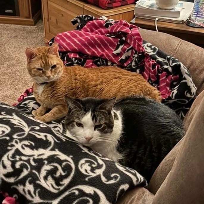 Enlarge Ralphie & Buddy (bonded pair), a Adoptable Domestic Short Hair in Lone rock, WI image 4/4