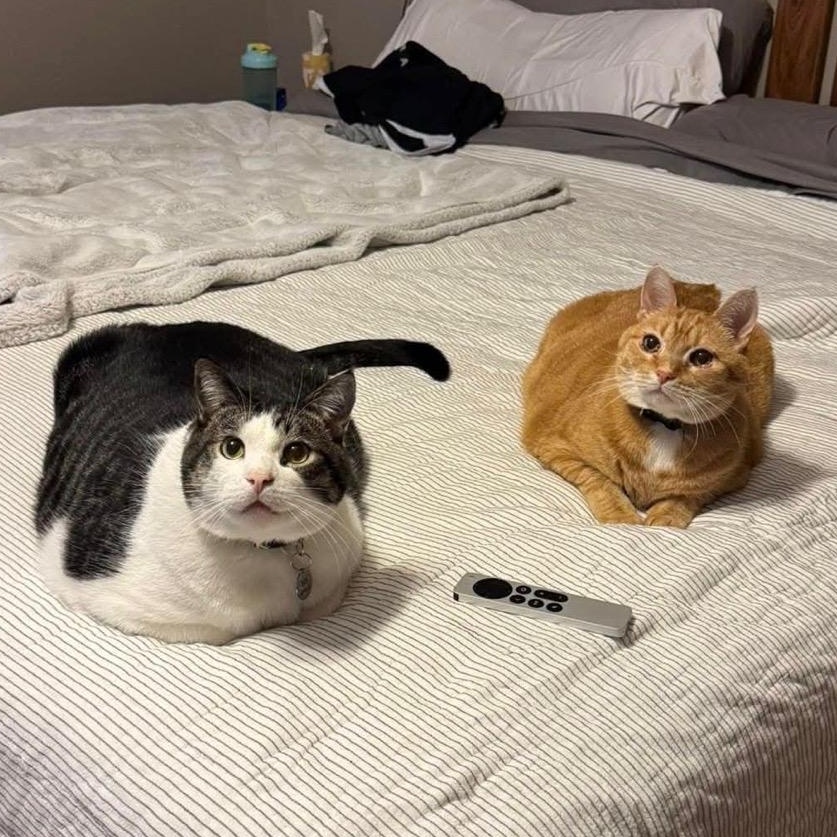 Ralphie & Buddy (bonded pair), Adoptable, Adult Male Domestic Short Hair.