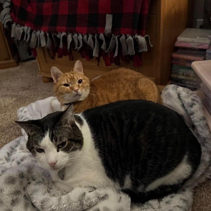 Enlarge Ralphie & Buddy (bonded pair), a Adoptable Domestic Short Hair in Lone rock, WI image 3/4