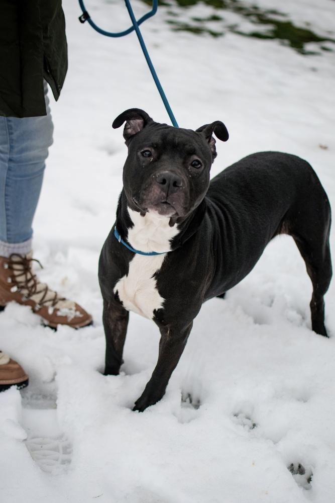 Bonnie, Adoptable, Adult Female Pit Bull Terrier.