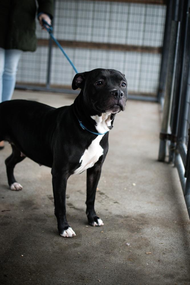 Enlarge Bonnie, a Adoptable Pit Bull Terrier in Frankfort, NY image 2/5