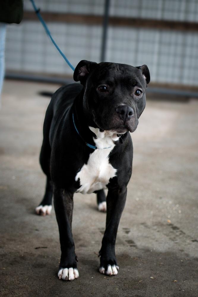 Enlarge Bonnie, a Adoptable Pit Bull Terrier in Frankfort, NY image 3/5