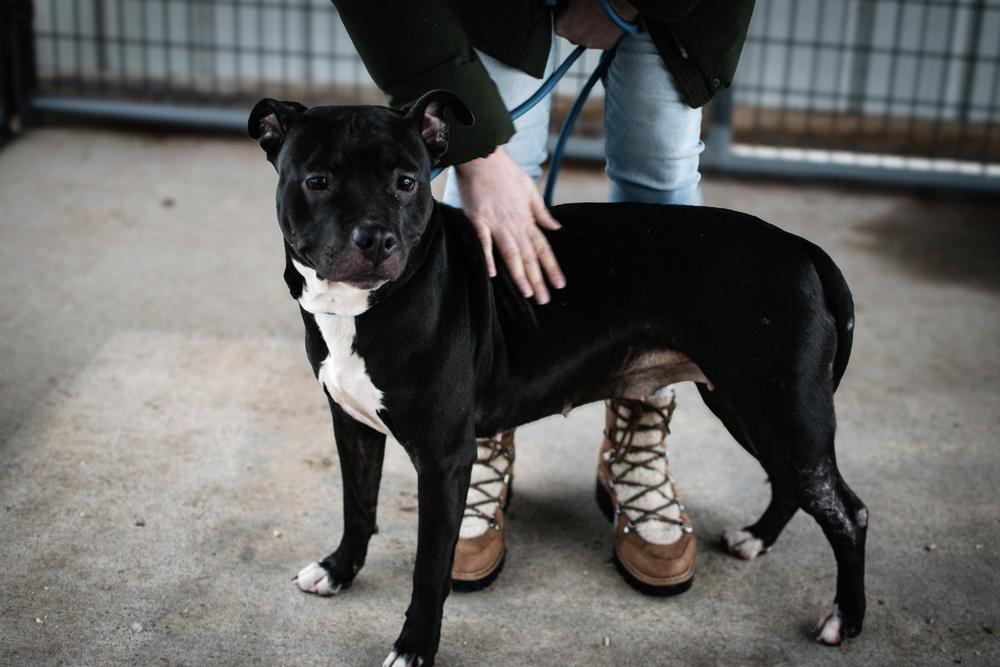 Enlarge Bonnie, a Adoptable Pit Bull Terrier in Frankfort, NY image 5/5