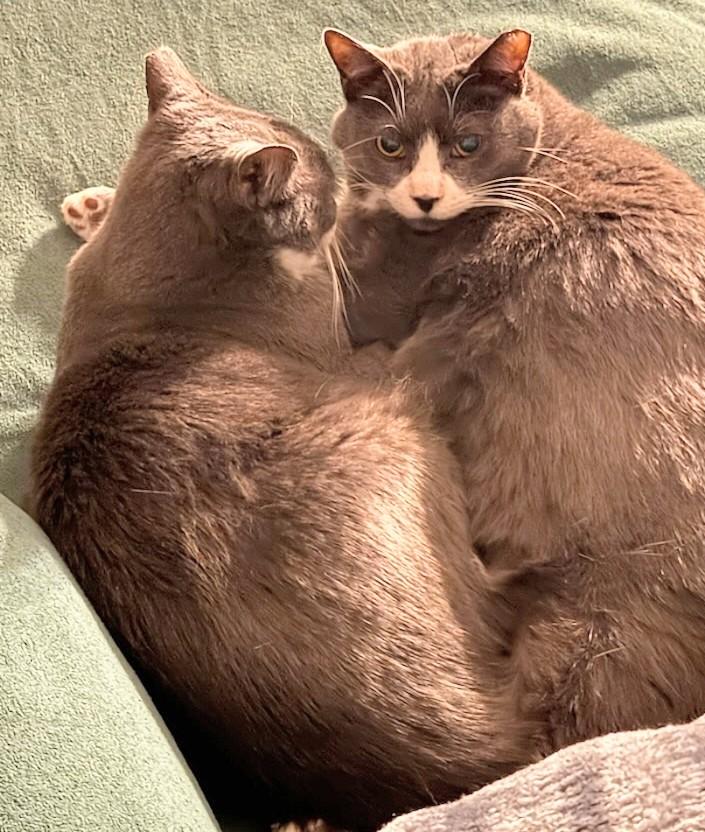 Lucy and Papa, Adoptable, Senior Male Domestic Short Hair.