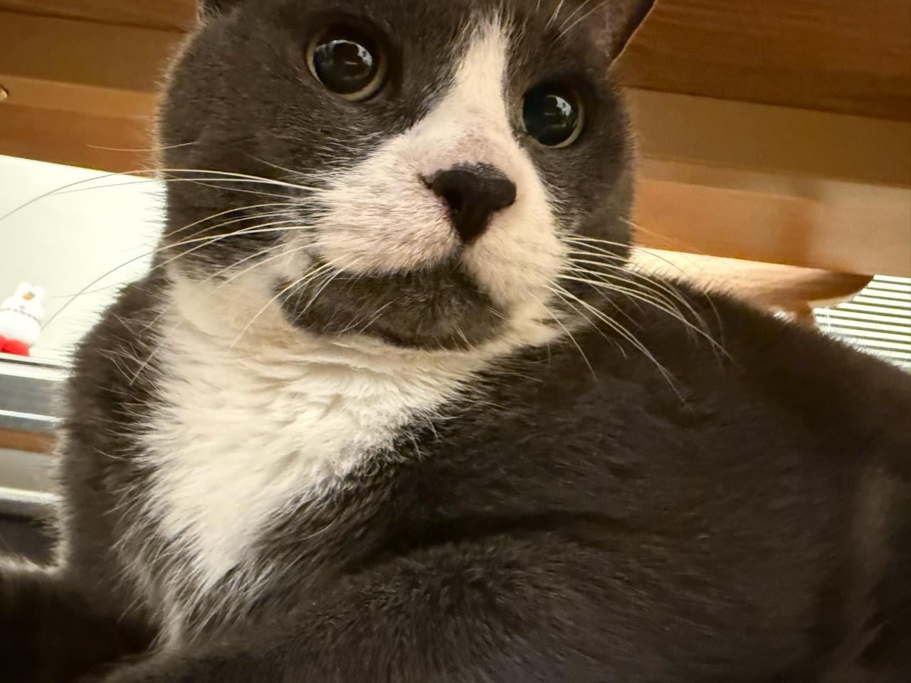 Lucy and Papa, a Adoptable Domestic Short Hair in Melrose, MA image 5/6