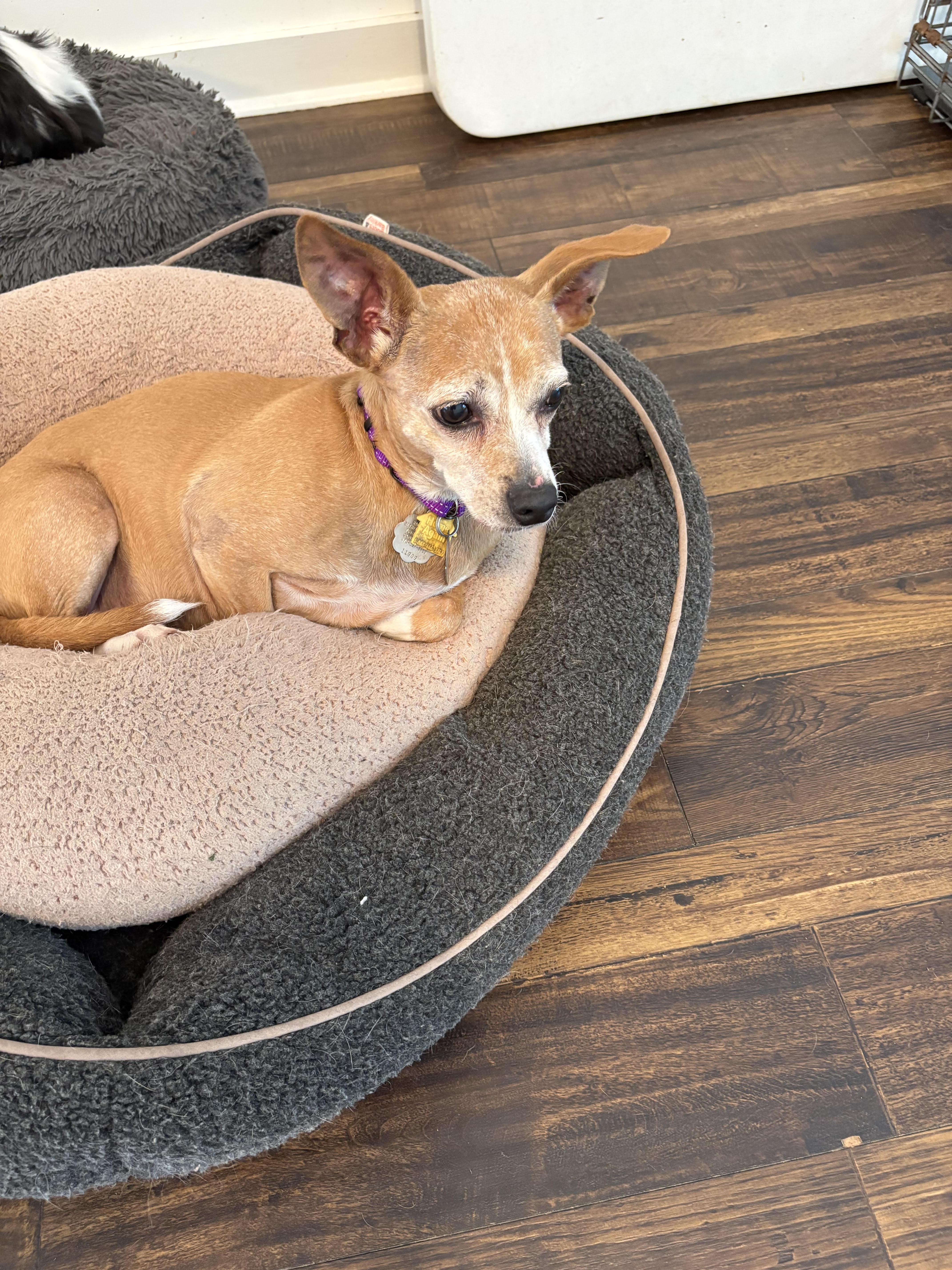 Georgia (Must be adopted with Sadie), a ADOPTABLE Chiweenie in Cumming, GA image 3/4