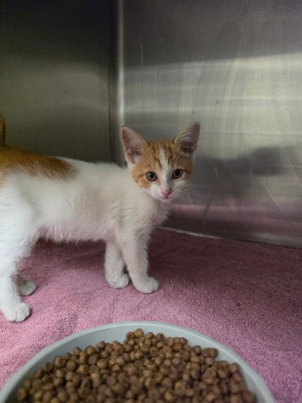Henry, Adoptable, Young Male Tabby & Tabby.
