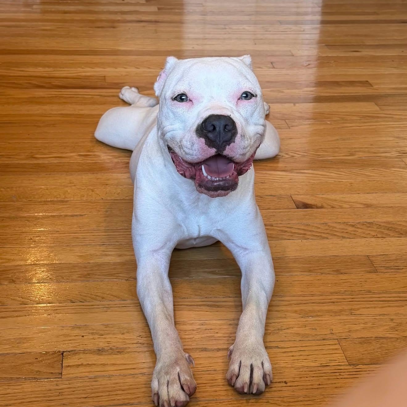 Enlarge Maggie, a Adoptable mixed breed in Williston, VT image 6/6