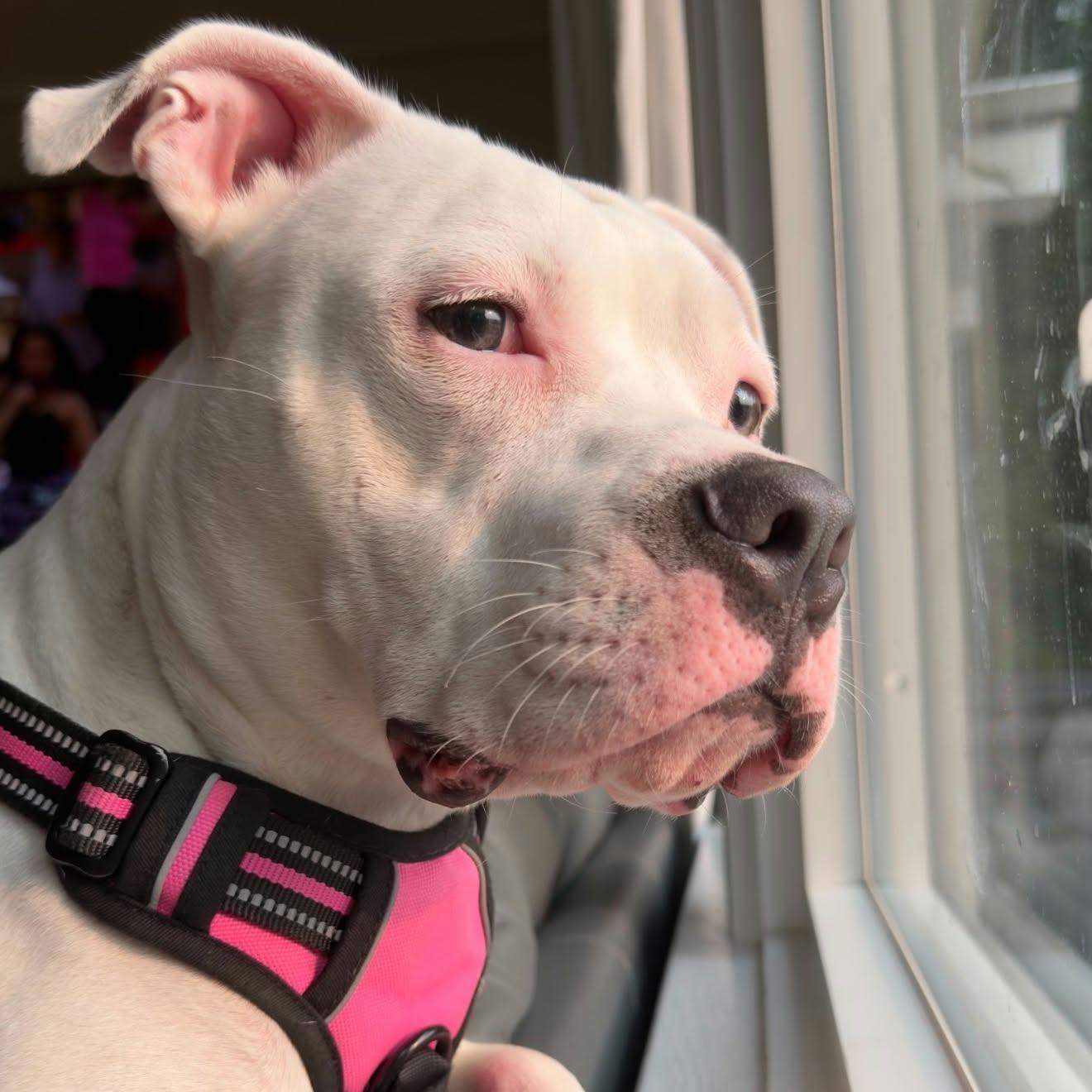 Maggie, Adoptable, Puppy Female American Bulldog.