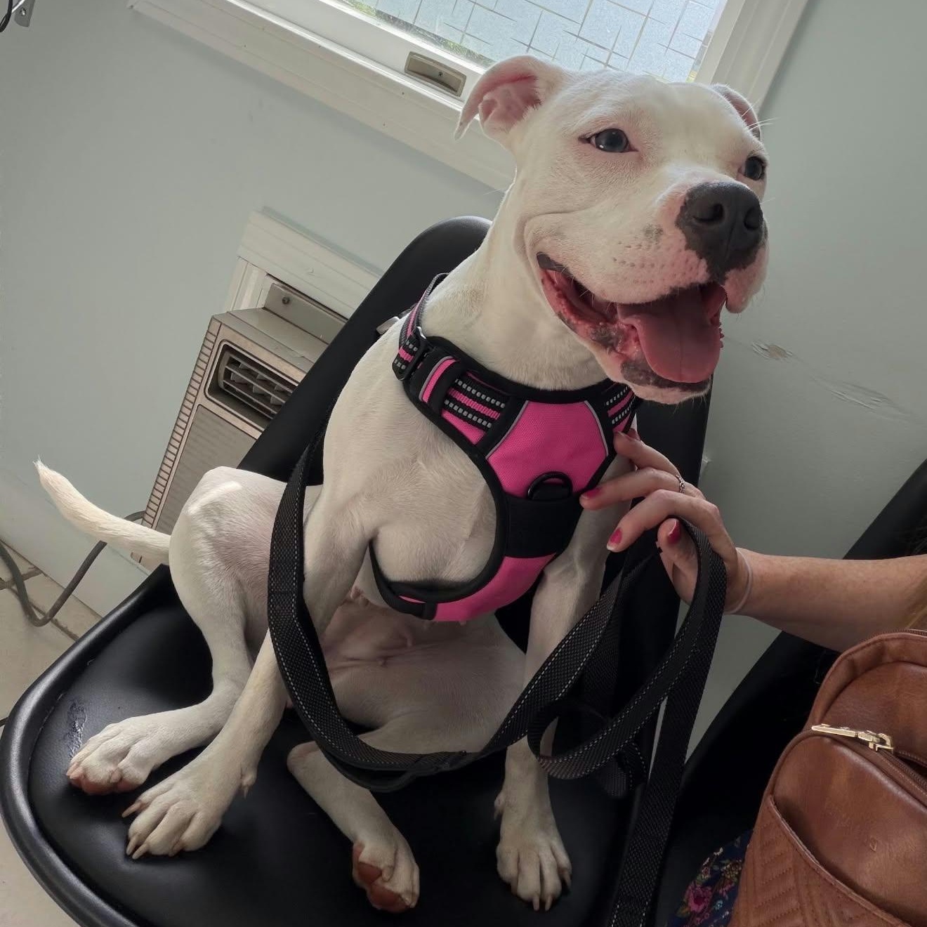 Enlarge Maggie, a Adoptable mixed breed in Williston, VT image 2/6