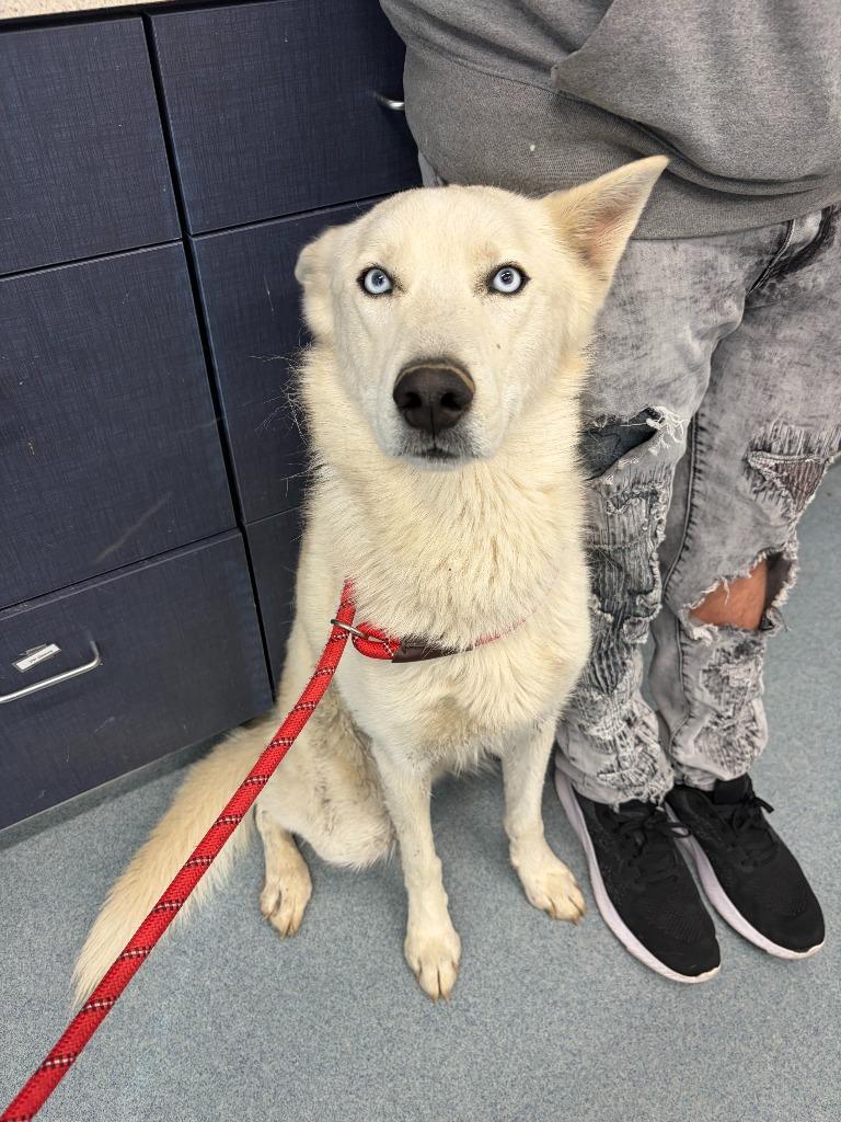 Ash, a Adopted Husky in Portland, IN image 1/6