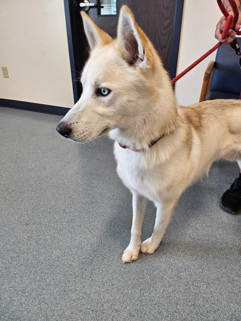 Ash, a Adopted Husky in Portland, IN image 2/6