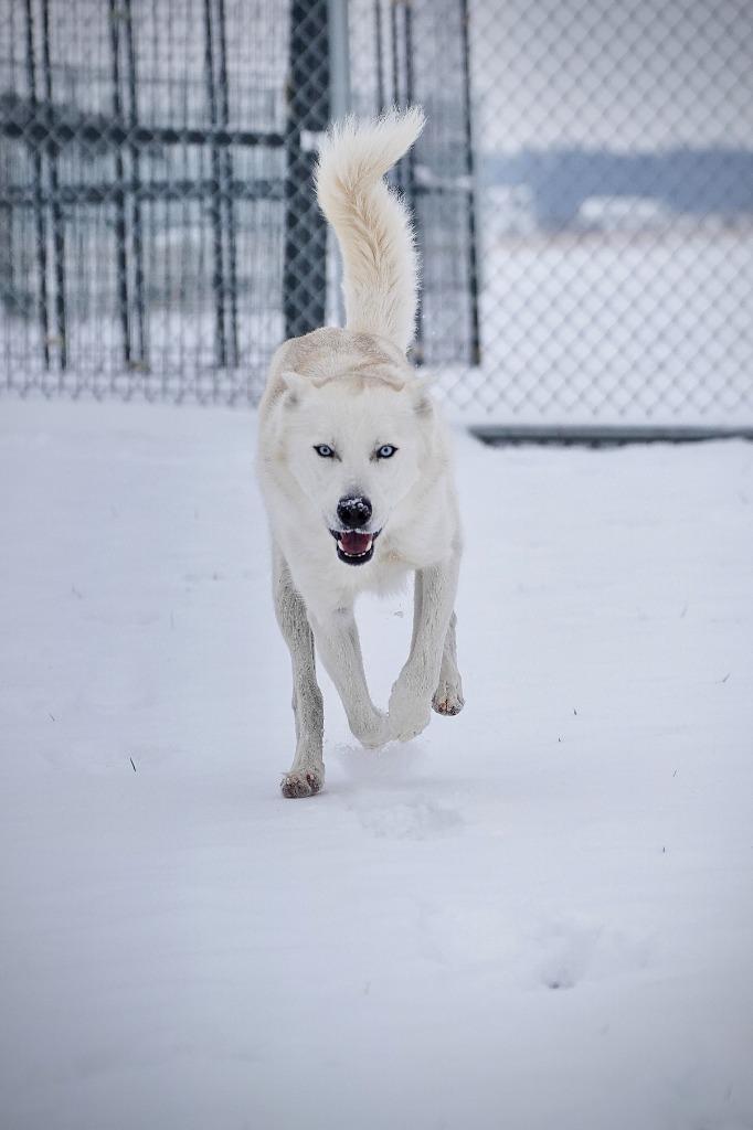 Ash, a Adopted Husky in Portland, IN image 3/6