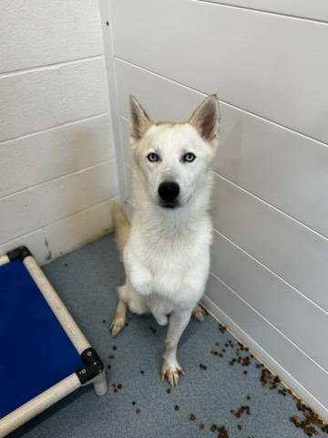 Ash, a Adopted Husky in Portland, IN image 4/6