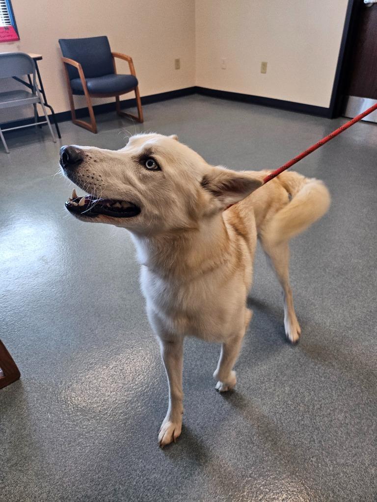 Ash, a Adopted Husky in Portland, IN image 5/6