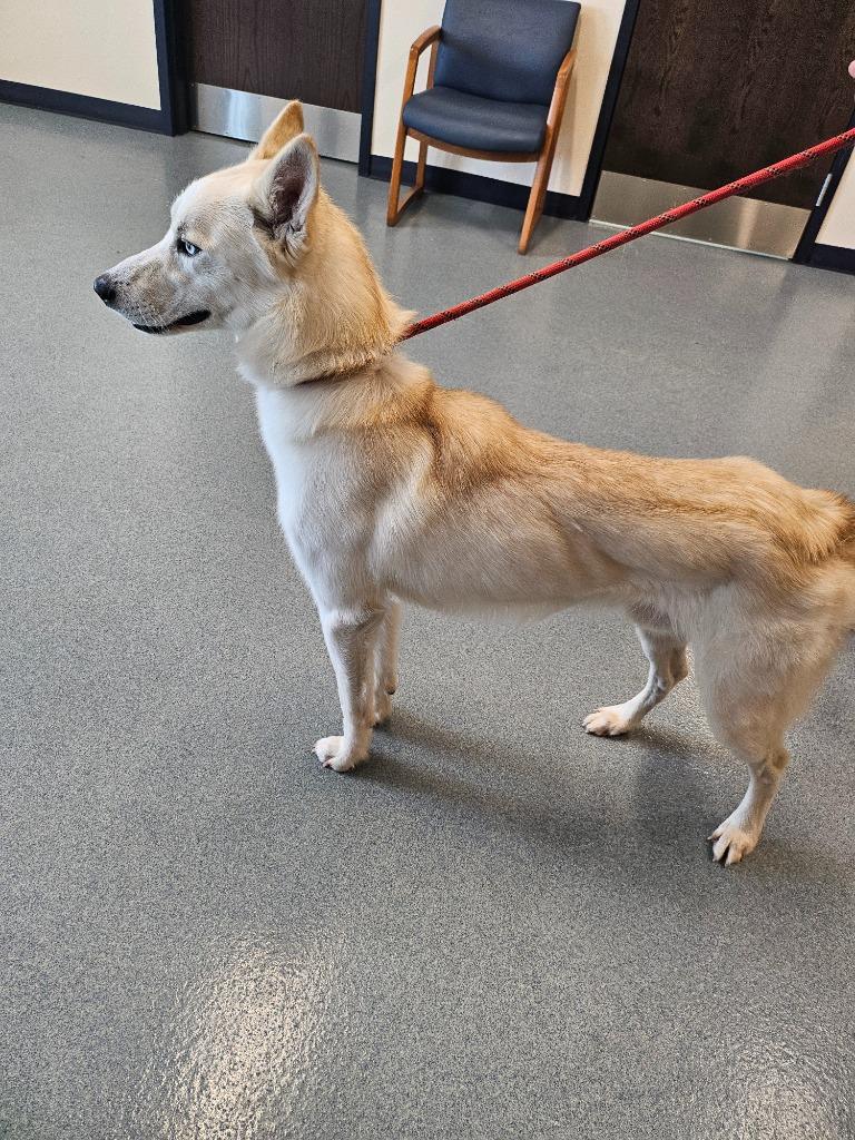 Ash, a Adopted Husky in Portland, IN image 6/6