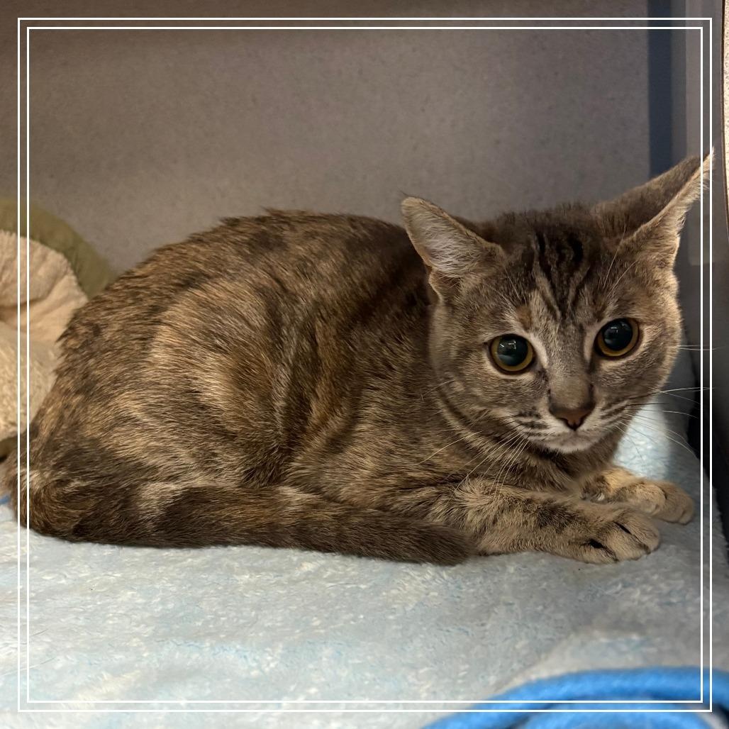 Enlarge Storm & Willow, an adopted Domestic Medium Hair in Grass Valley, CA image 2/2