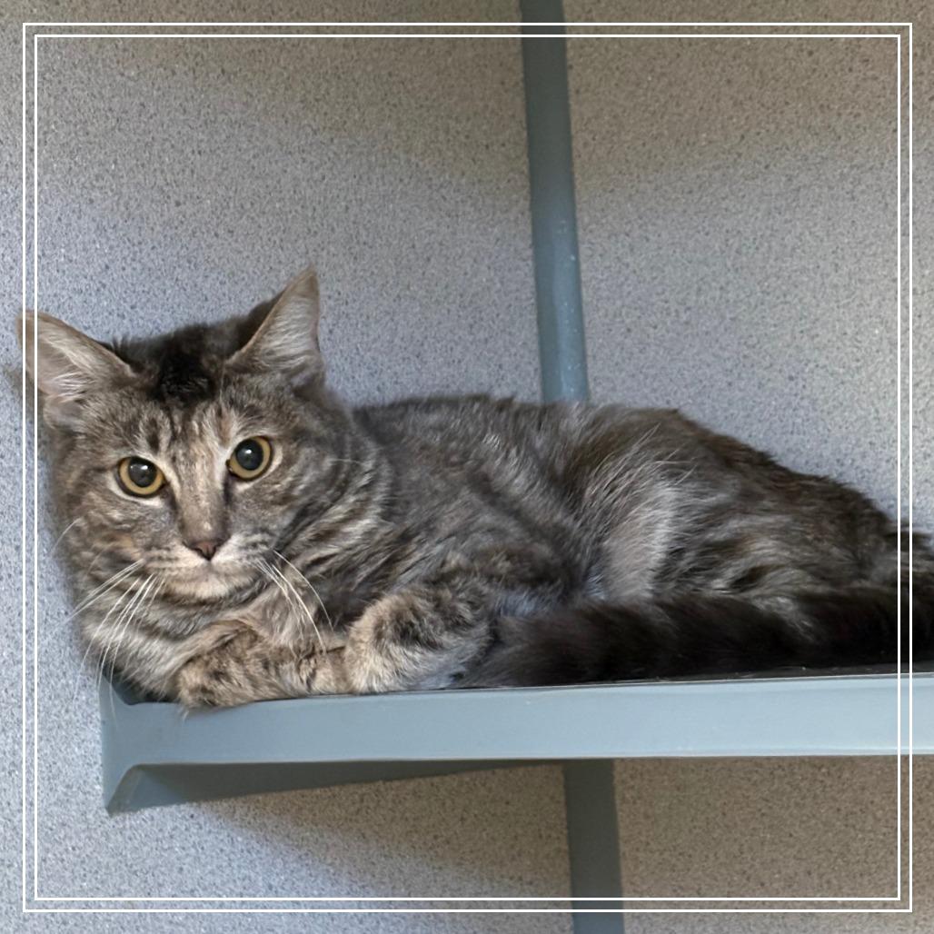 Storm & Willow, adopted, Young Female Domestic Medium Hair.