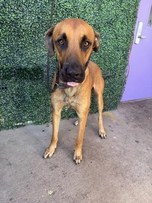 Enlarge Midway*, a Adoptable mixed breed in El Paso, TX image 1/1