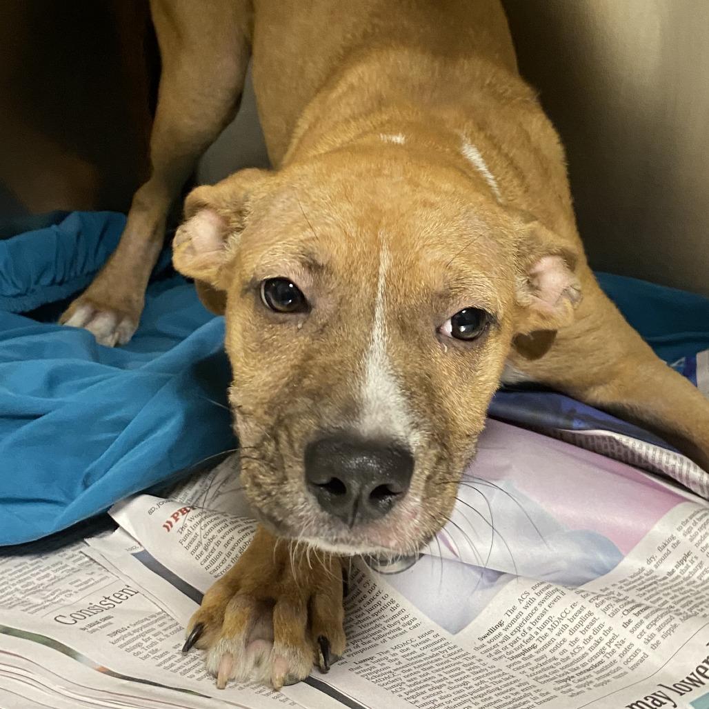 Rayne - 100401T, Adoptable, Young Female Boxer.